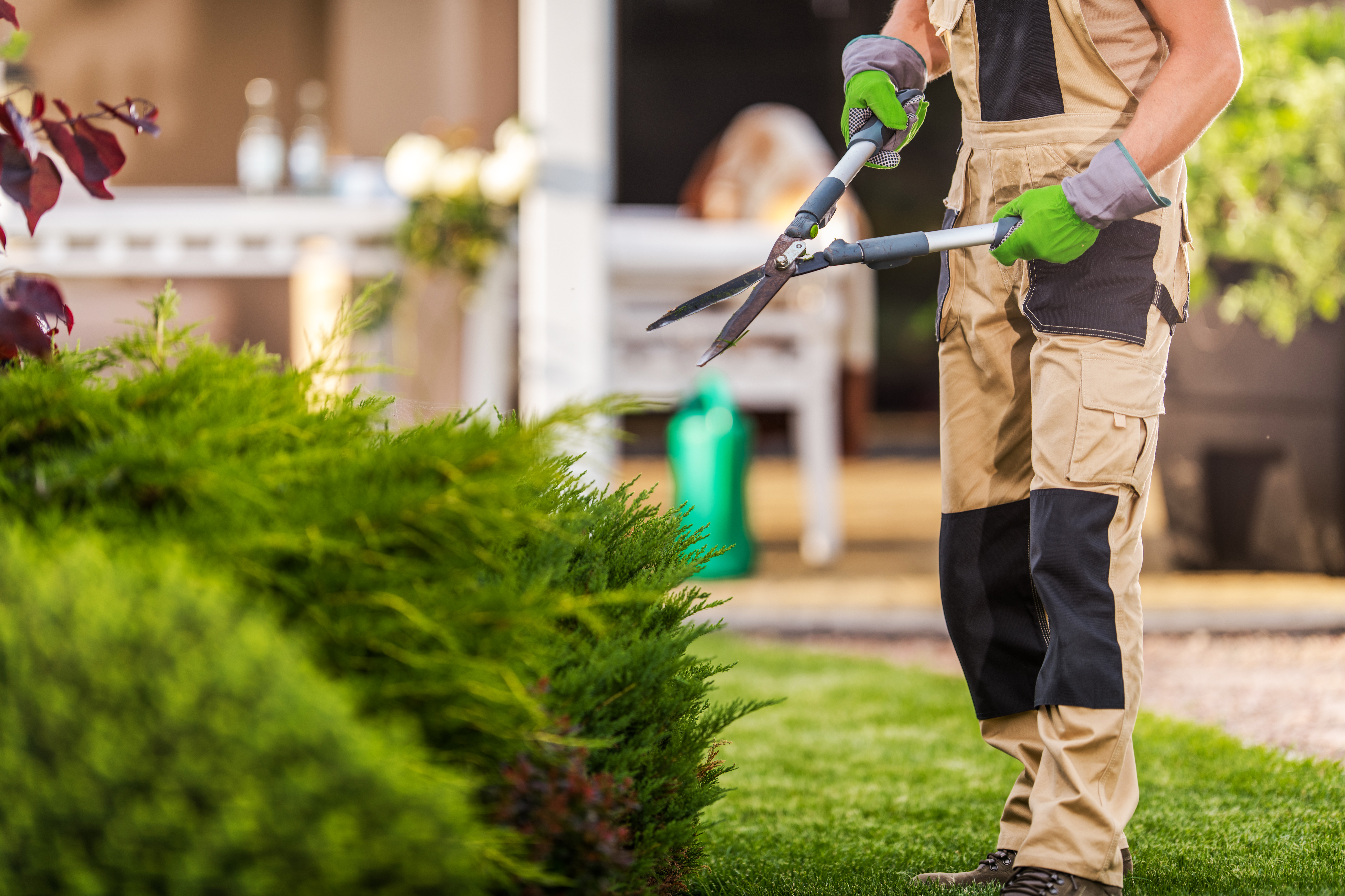 Tree Service