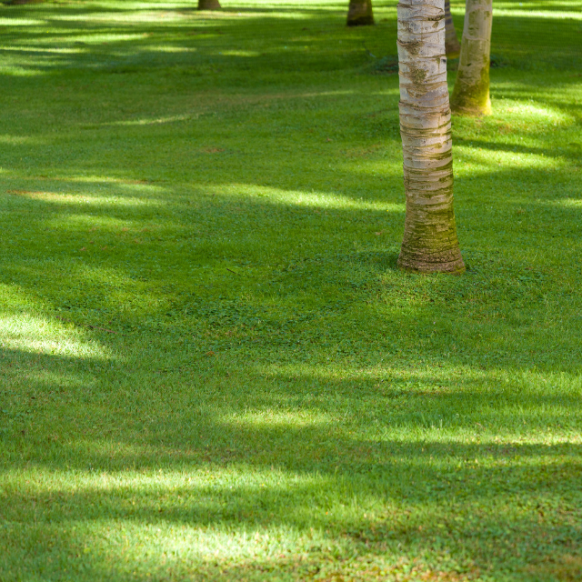 Commercial grounds refresh
