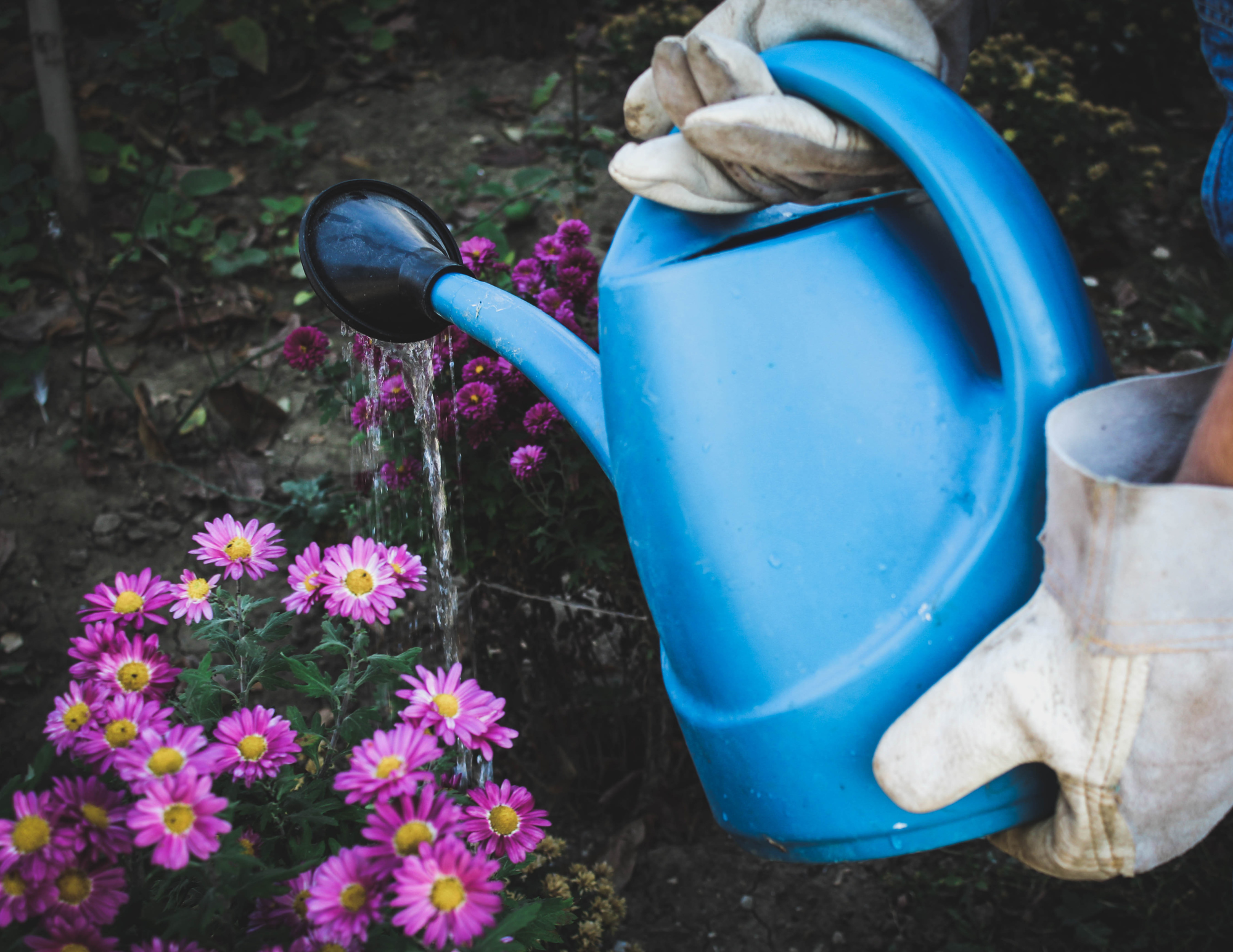 Blue water can watering a garden