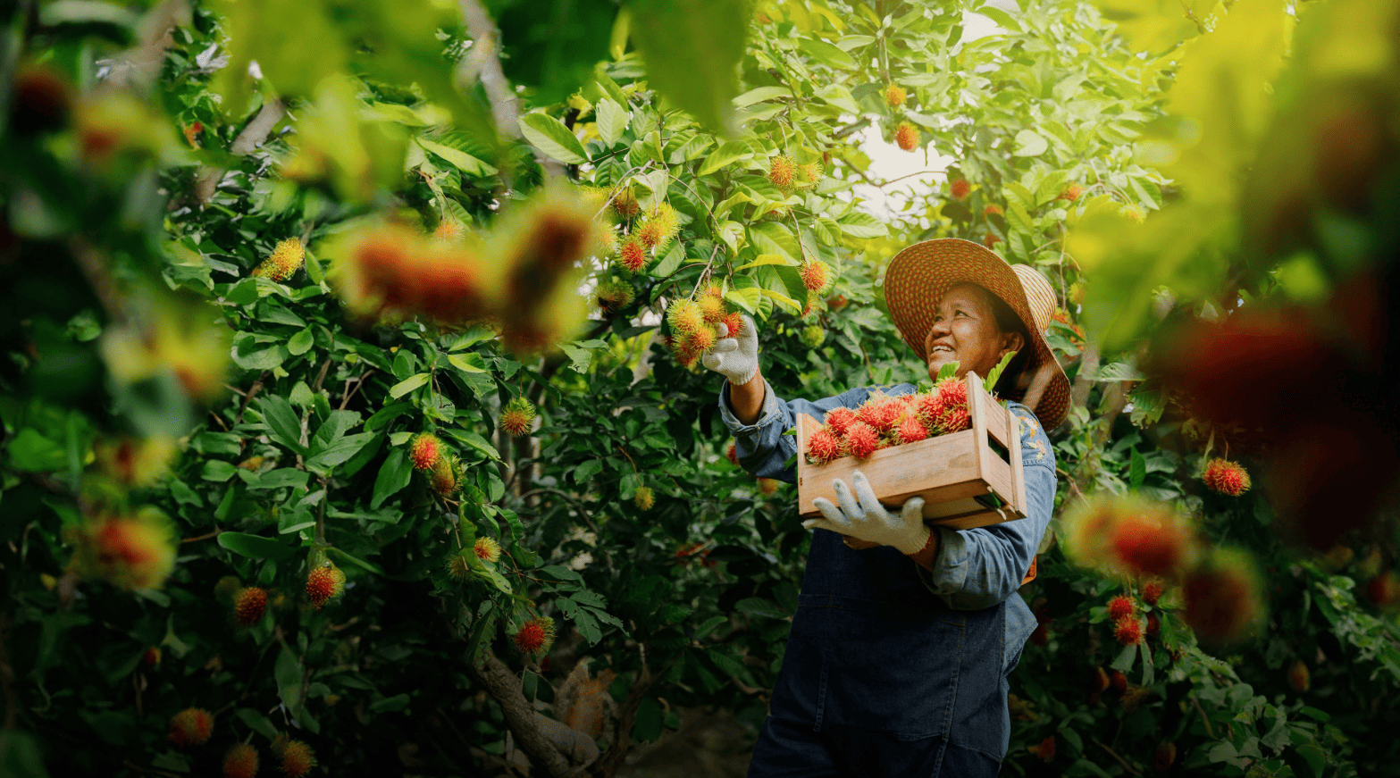 Rambutan being harvested in a tropical orchard in Southeast Asia