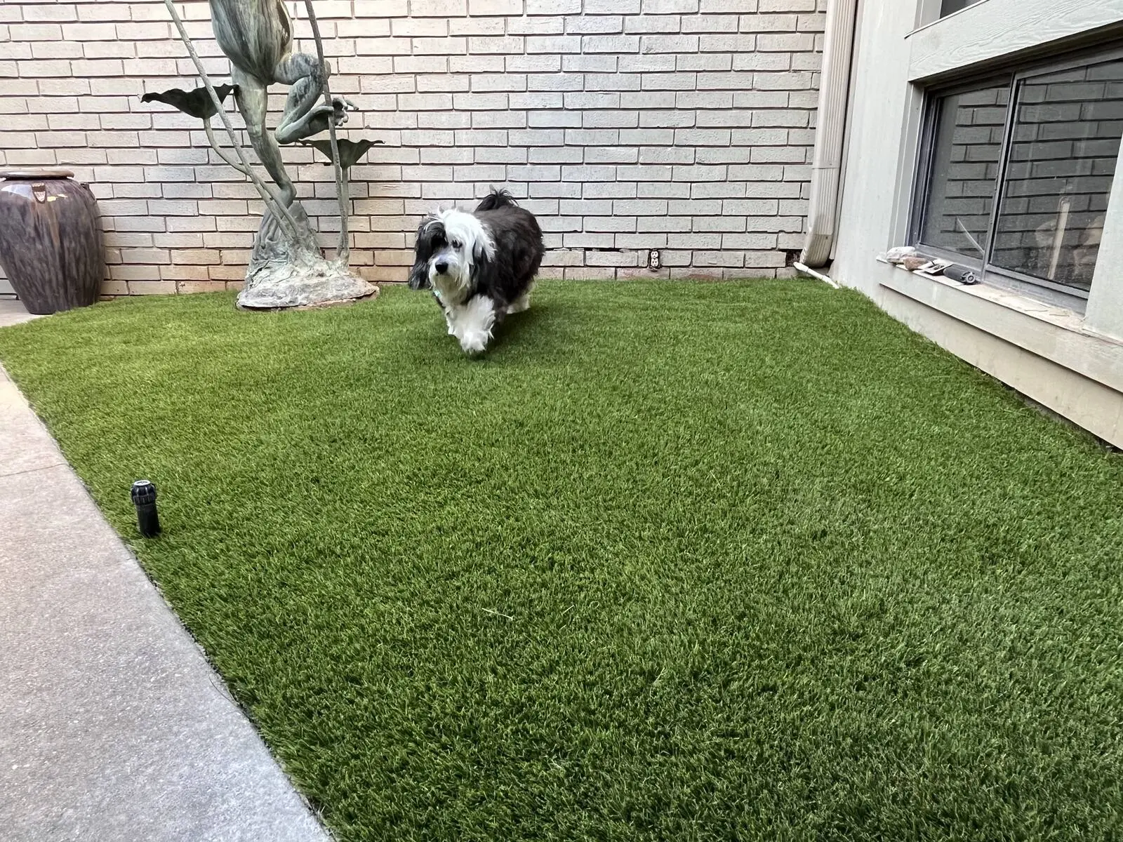 Backyard turf install
