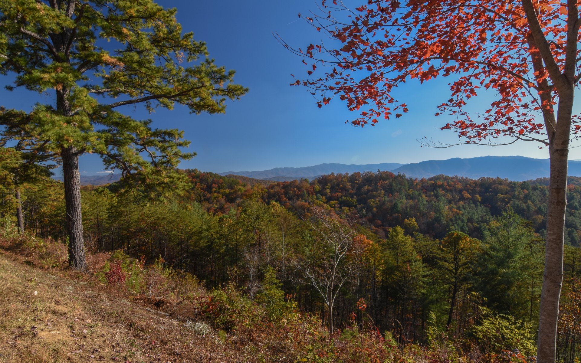 Layered Smokies ridges from a Sevier County overlook in Tennessee.