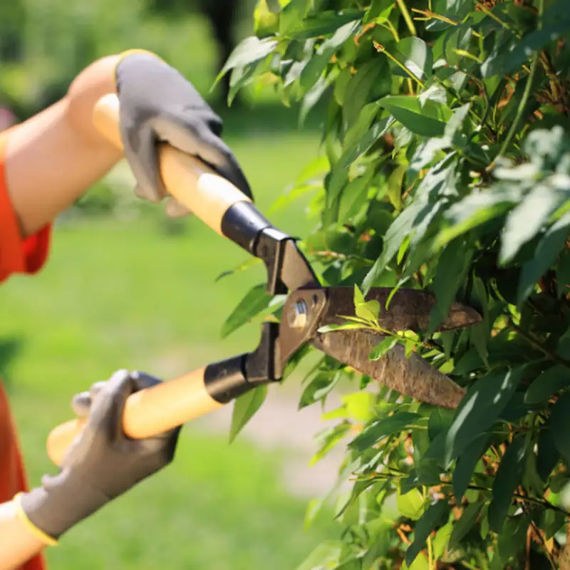 Tree Services