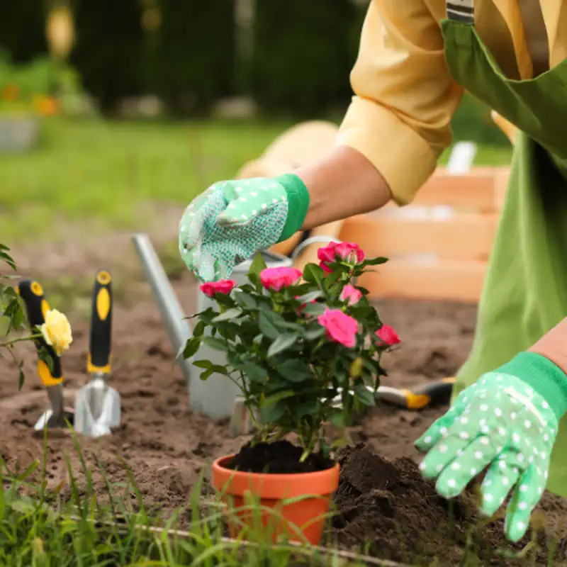 Tree Planting