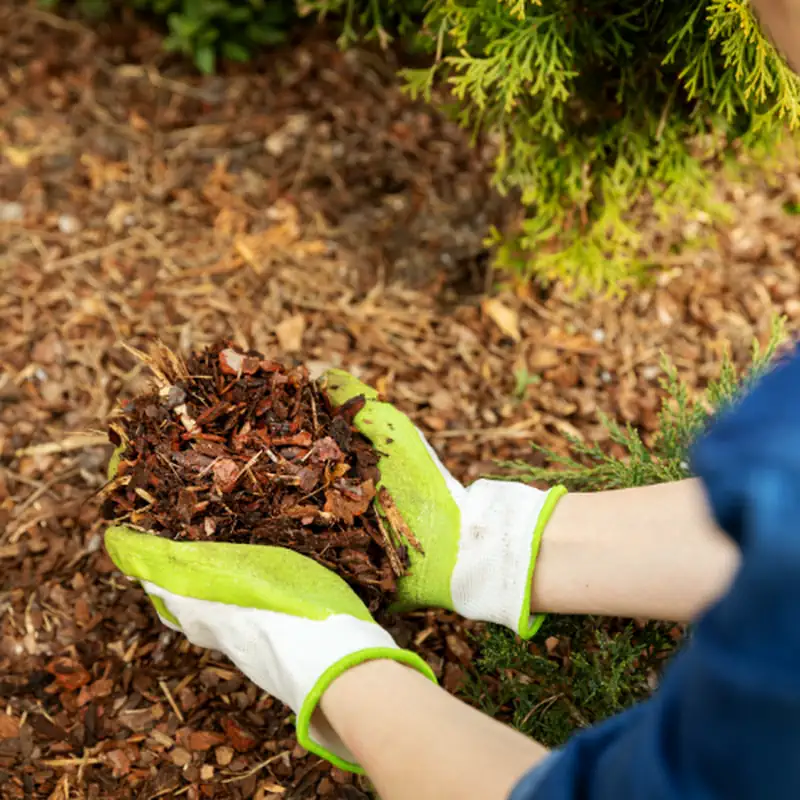 Mulching & Fertilizing