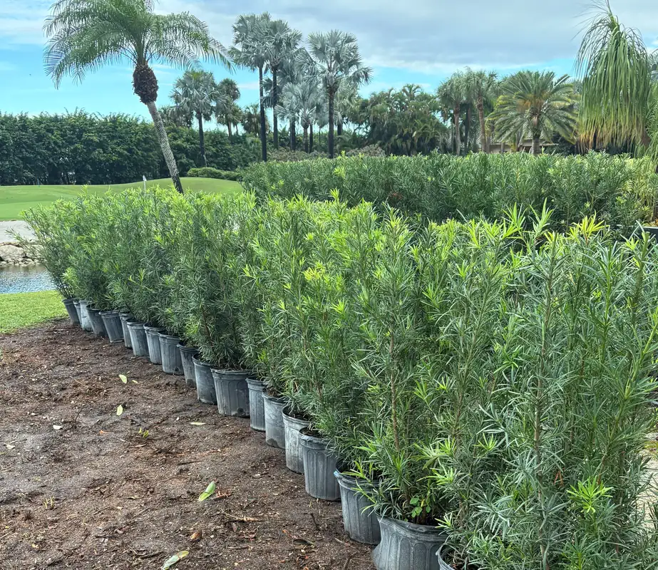 Lush green landscaping in South Florida