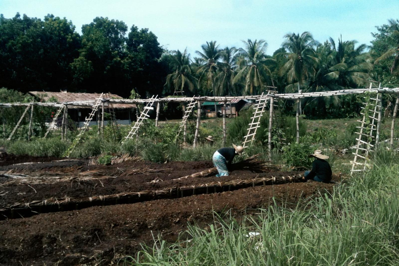 Farm workers preparing raised vegetable beds under bamboo trellises