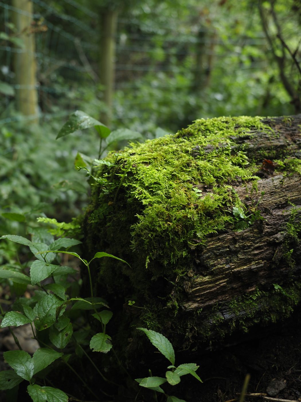 Moss growing over an old log in the forest