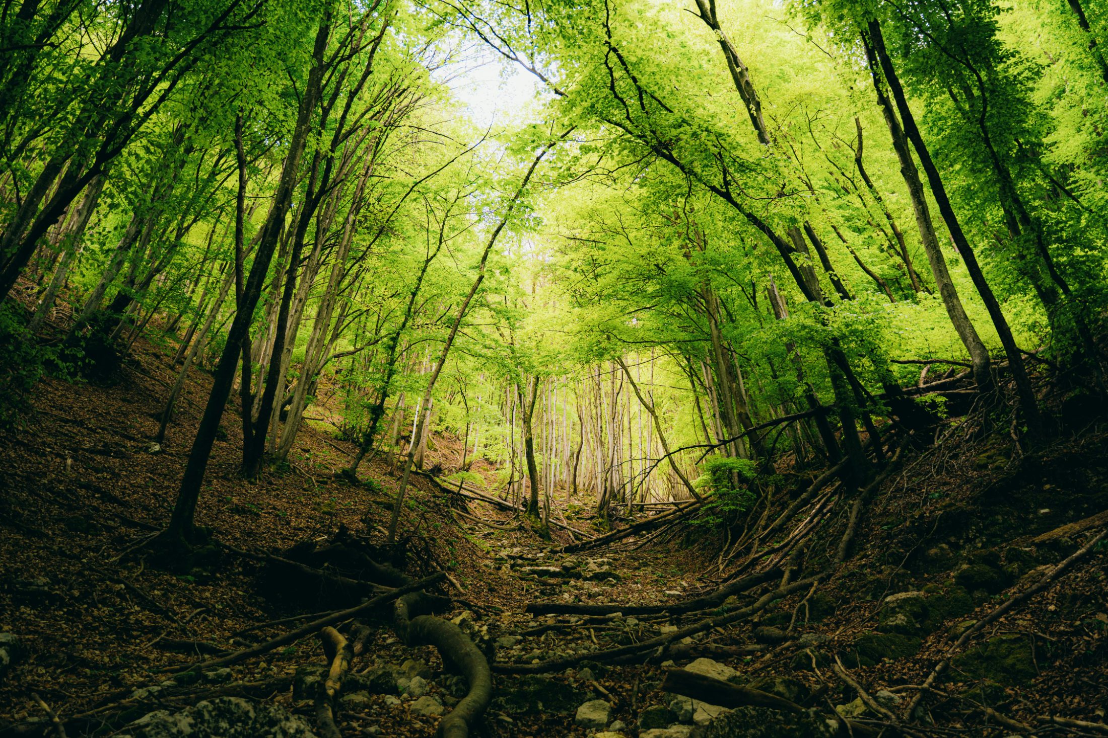 A path through a bright green beech forest, leading toward the light