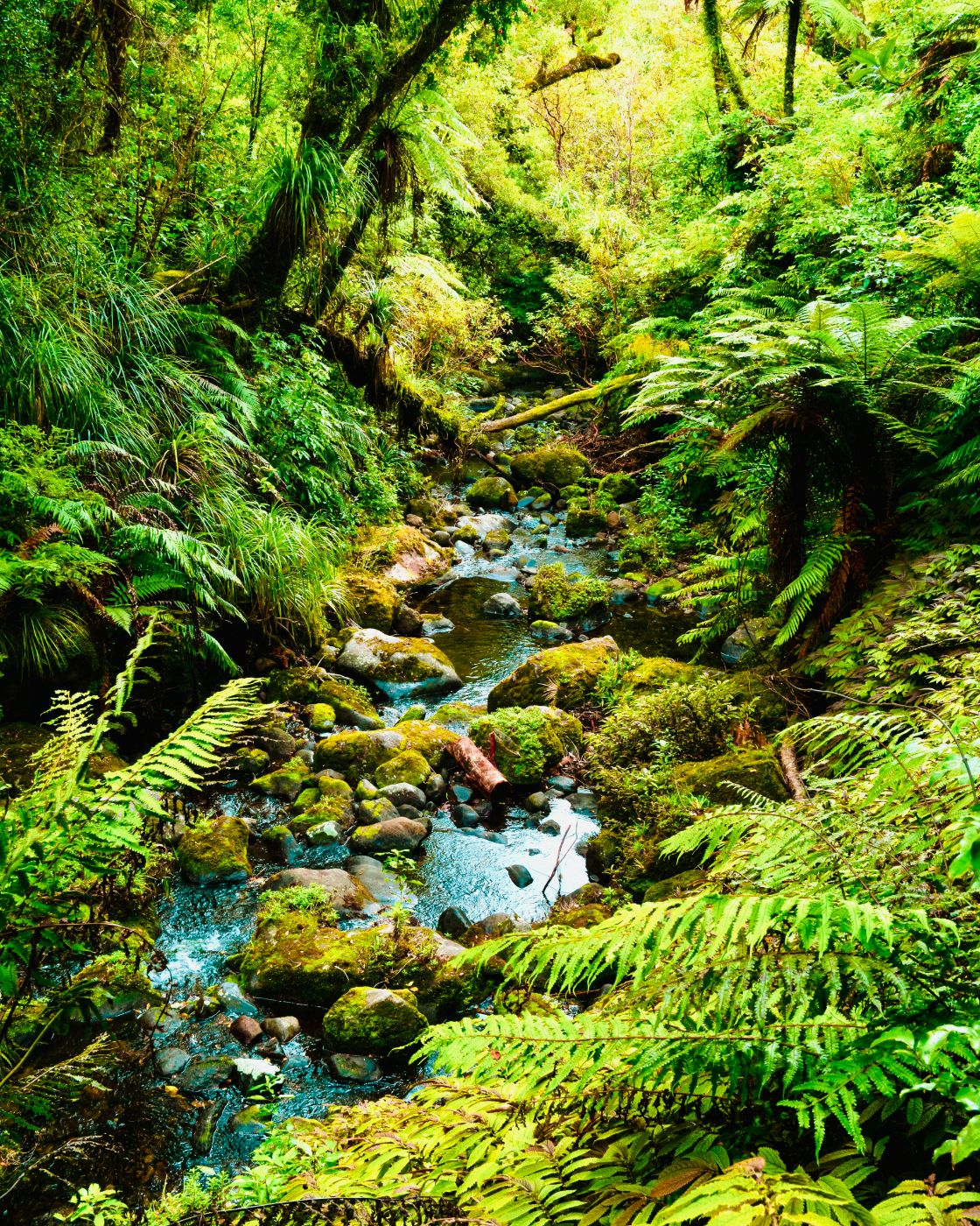 A mossy stream running through ferns