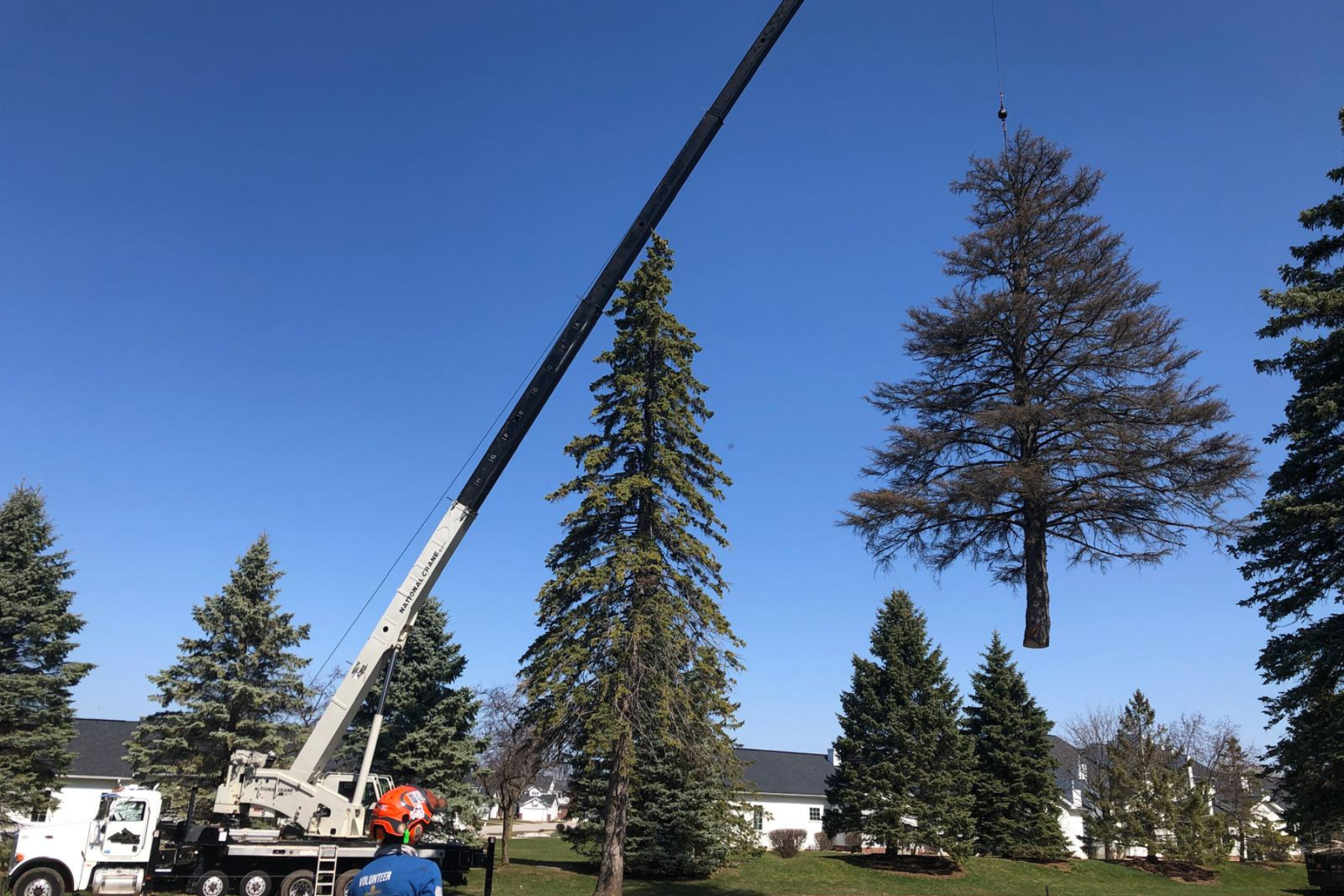 Tree care