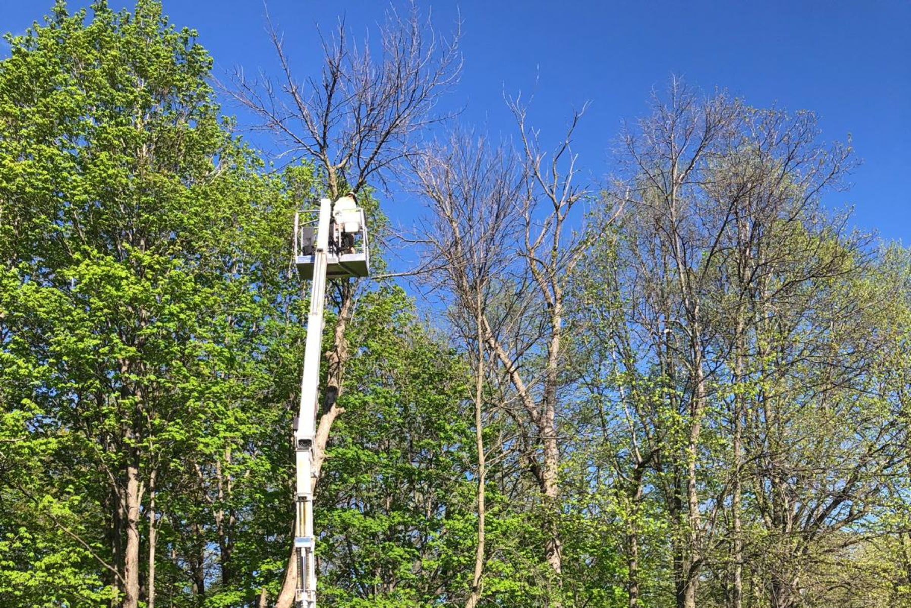 Expert Tree Trimming