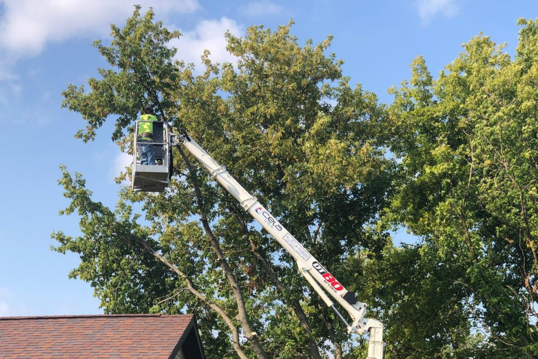 Affordable Tree Removal in Green Bay
