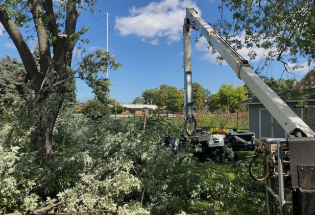 Finding a Local and Trustworthy Tree Service Company