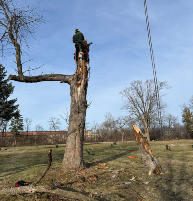 How Often Should Trees Be Trimmed