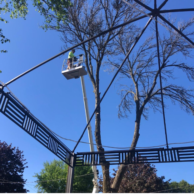 Environmental Implications of Tree Removal