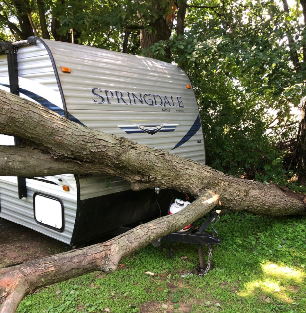 Safety and Effective Tree Removal Safety and Effective Tree Removal