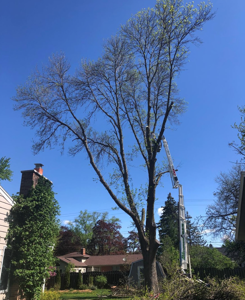 Wisconsin Tree Service