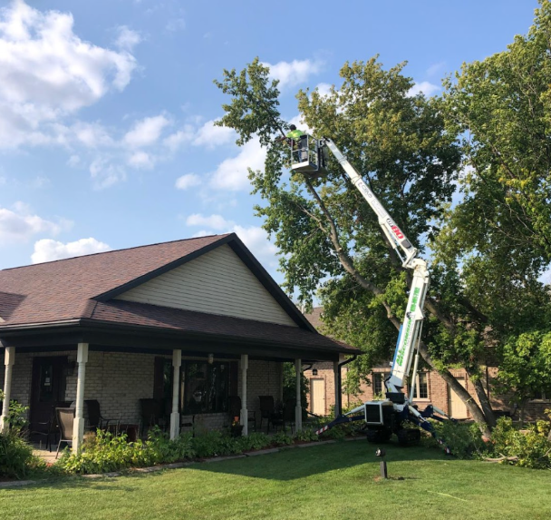 Affordable Tree Service