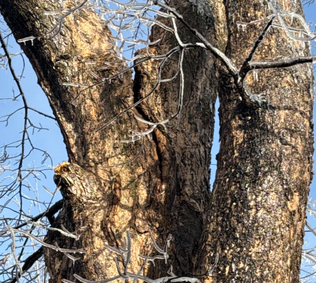 tree service in De Pere WI