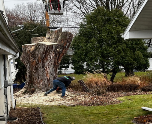 Tree Trimming Services in DePere, WI