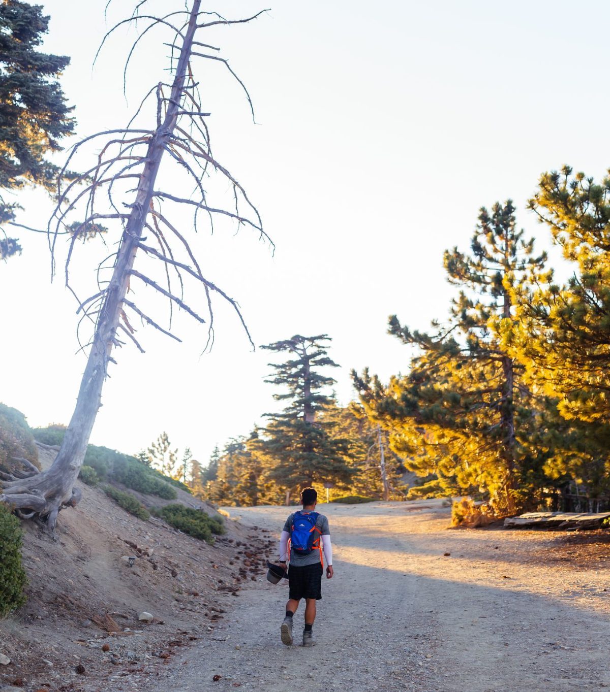 A hiker on a sunny mountain trail past a weathered pine