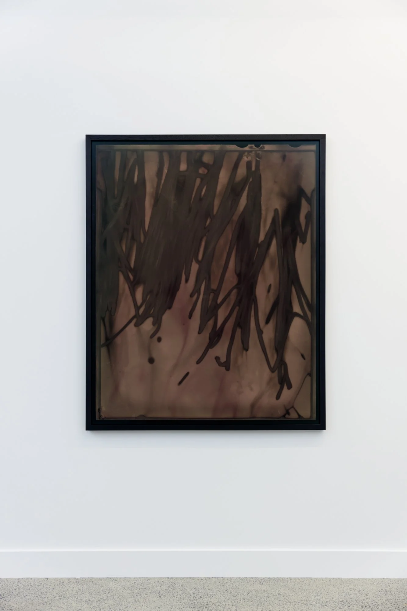 Pinus Contorta (Wilding Pine) II