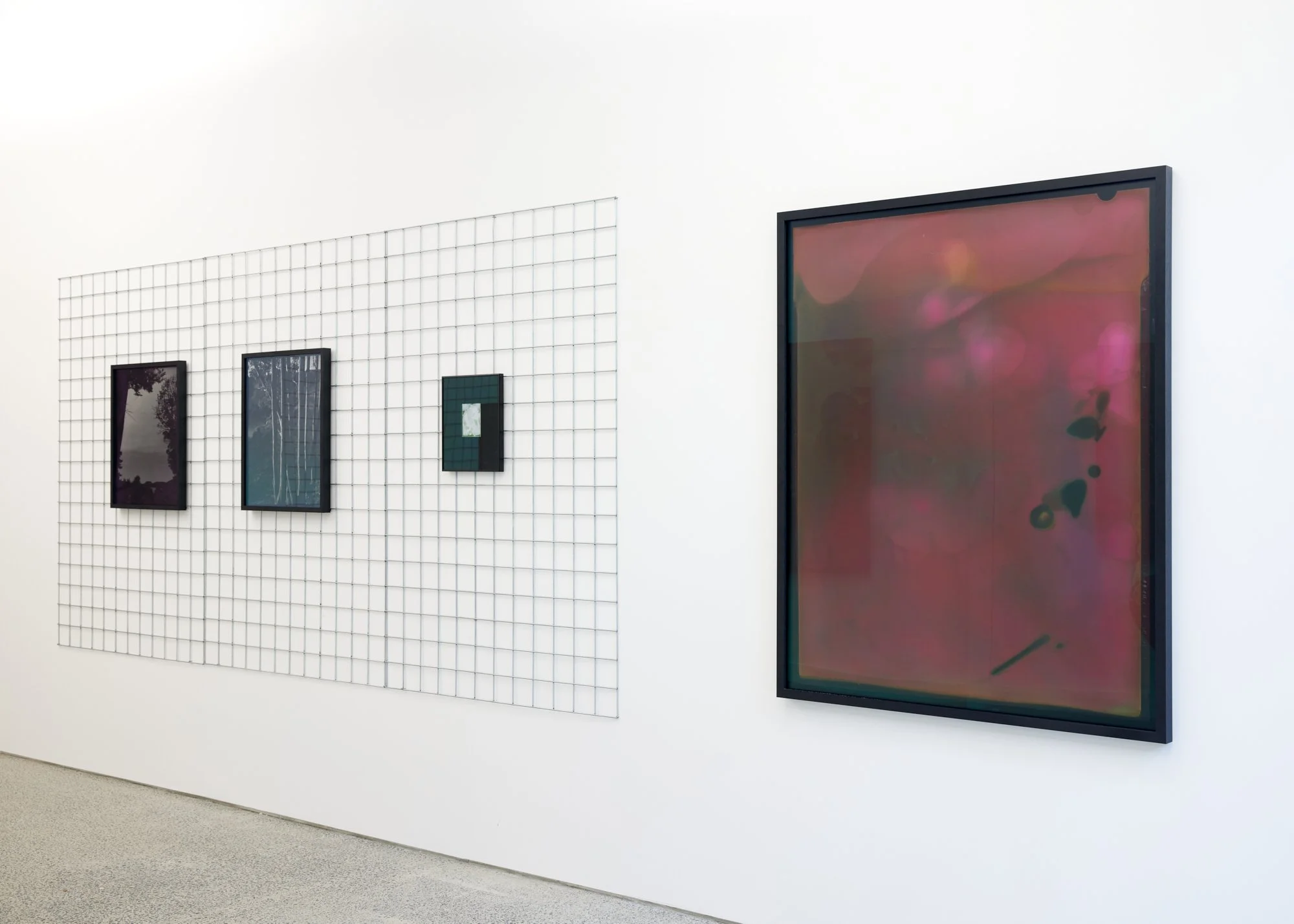 Nassella Tenuissima (Fine Stemmed Needlegrass) Negative