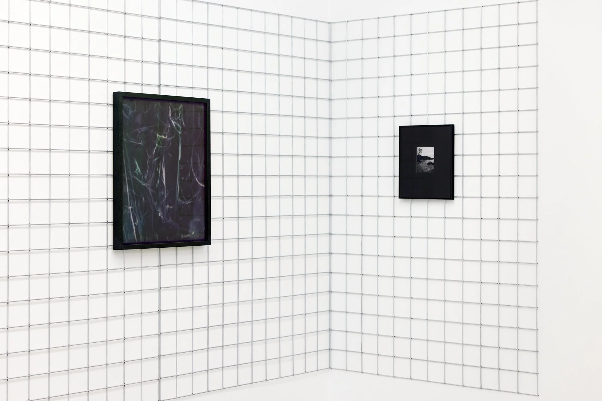 Nassella Tenuissima (Fine Stemmed Needlegrass) Negative