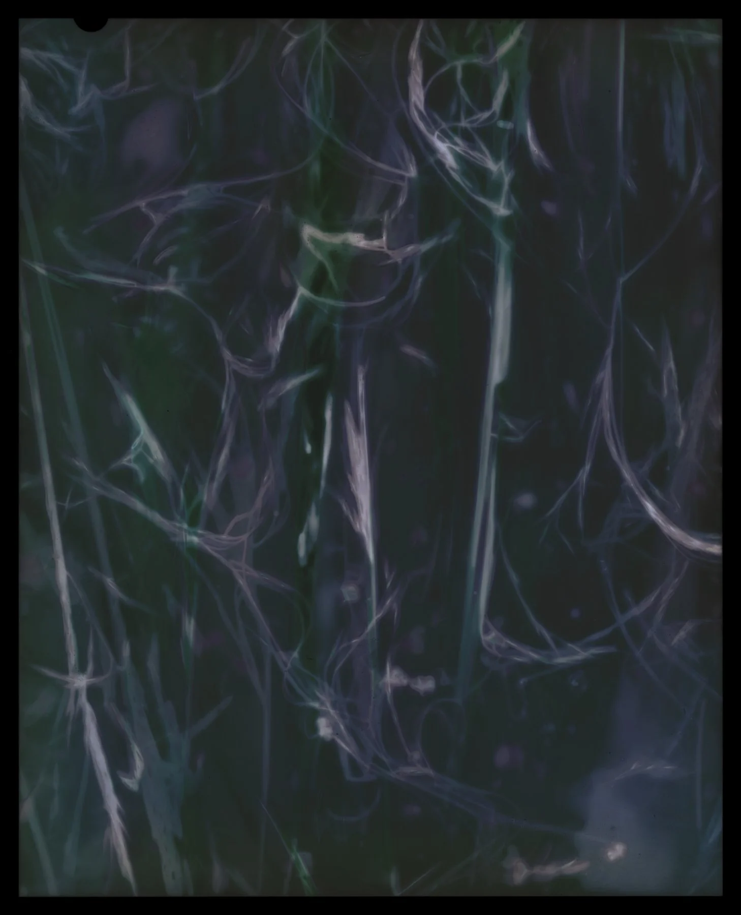 Nassella Tenuissima (Fine Stemmed Needlegrass) Negative