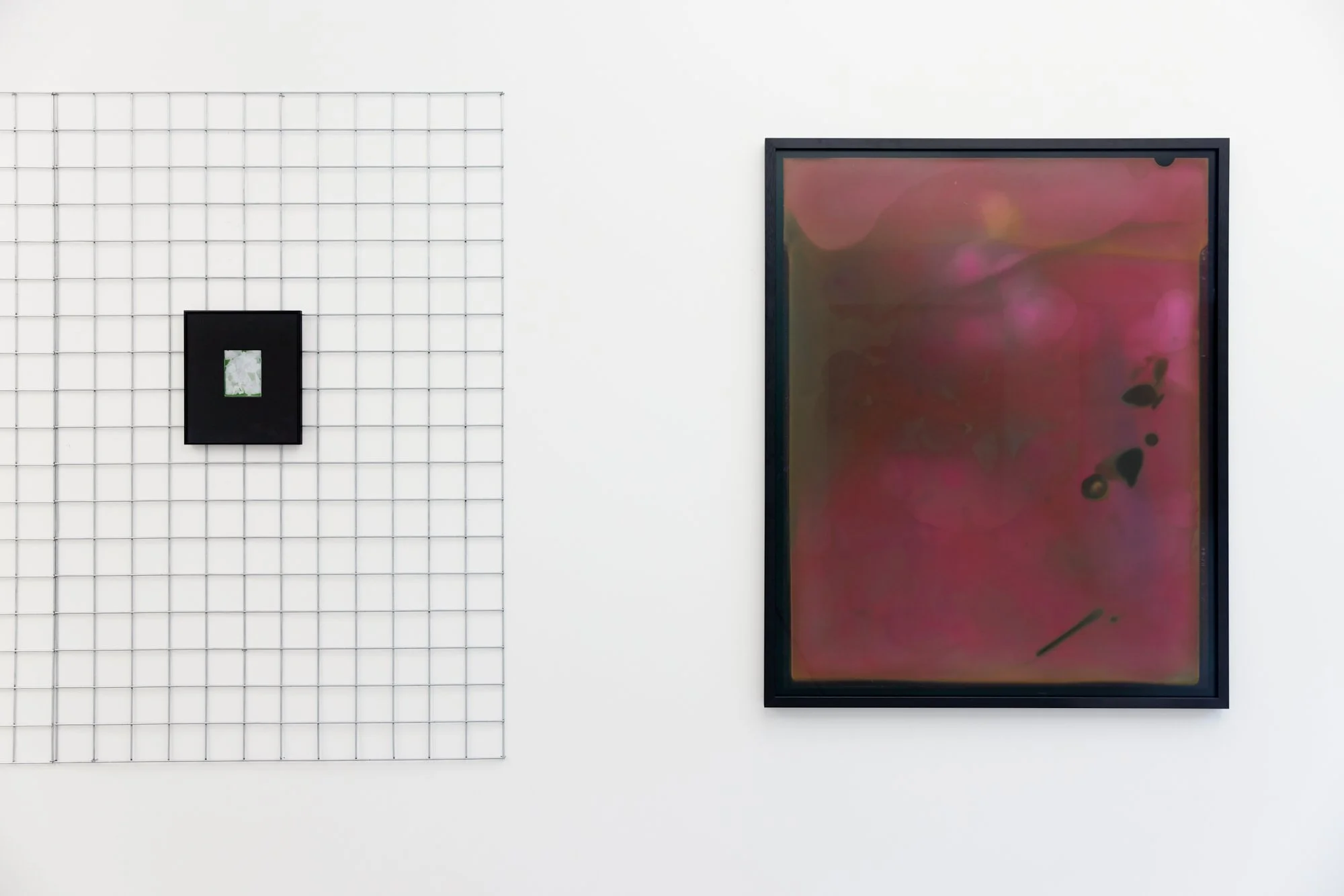 Nassella Tenuissima (Fine Stemmed Needlegrass) Negative