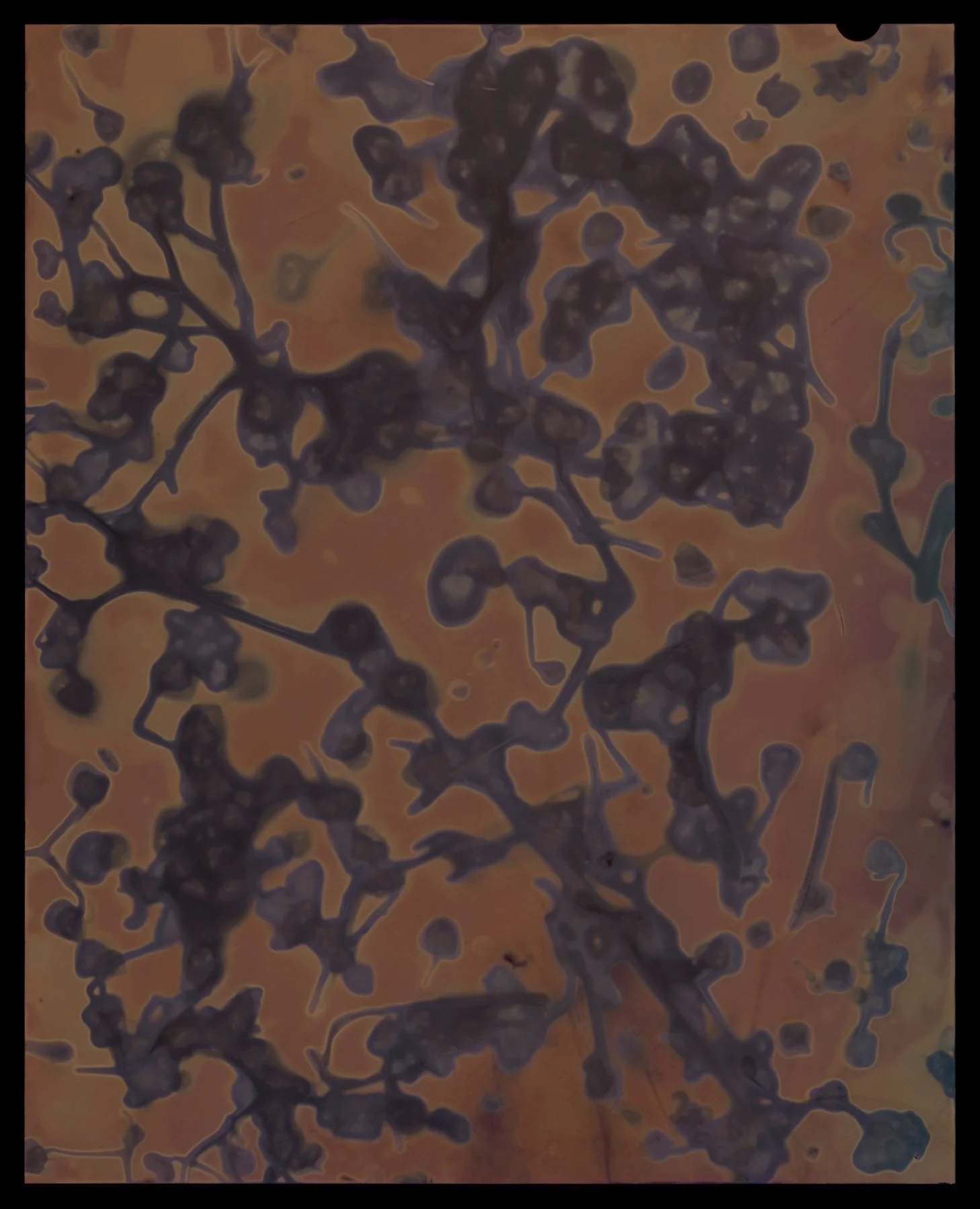 Briza Minor (Little Quakinggrass) Positive