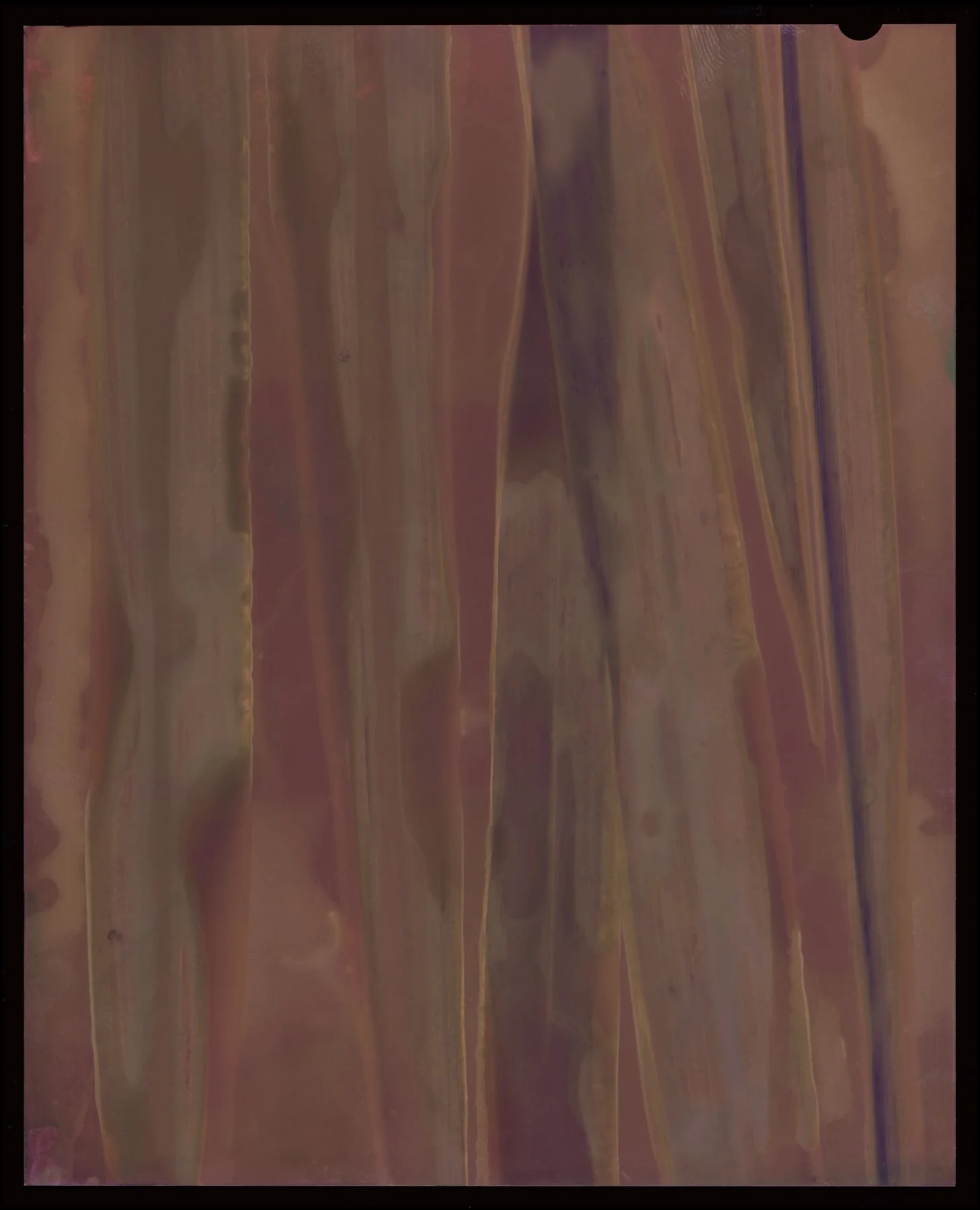 Paspalum Urvillei (Vasey Grass) Positive