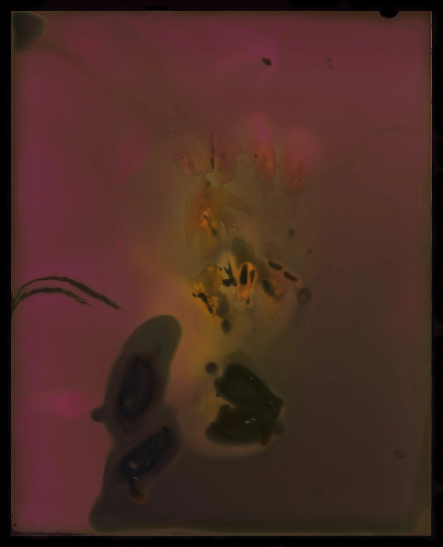 Ulex Europaeus (Gorse), Paspalum Urvillei (Vasey Grass) Positive