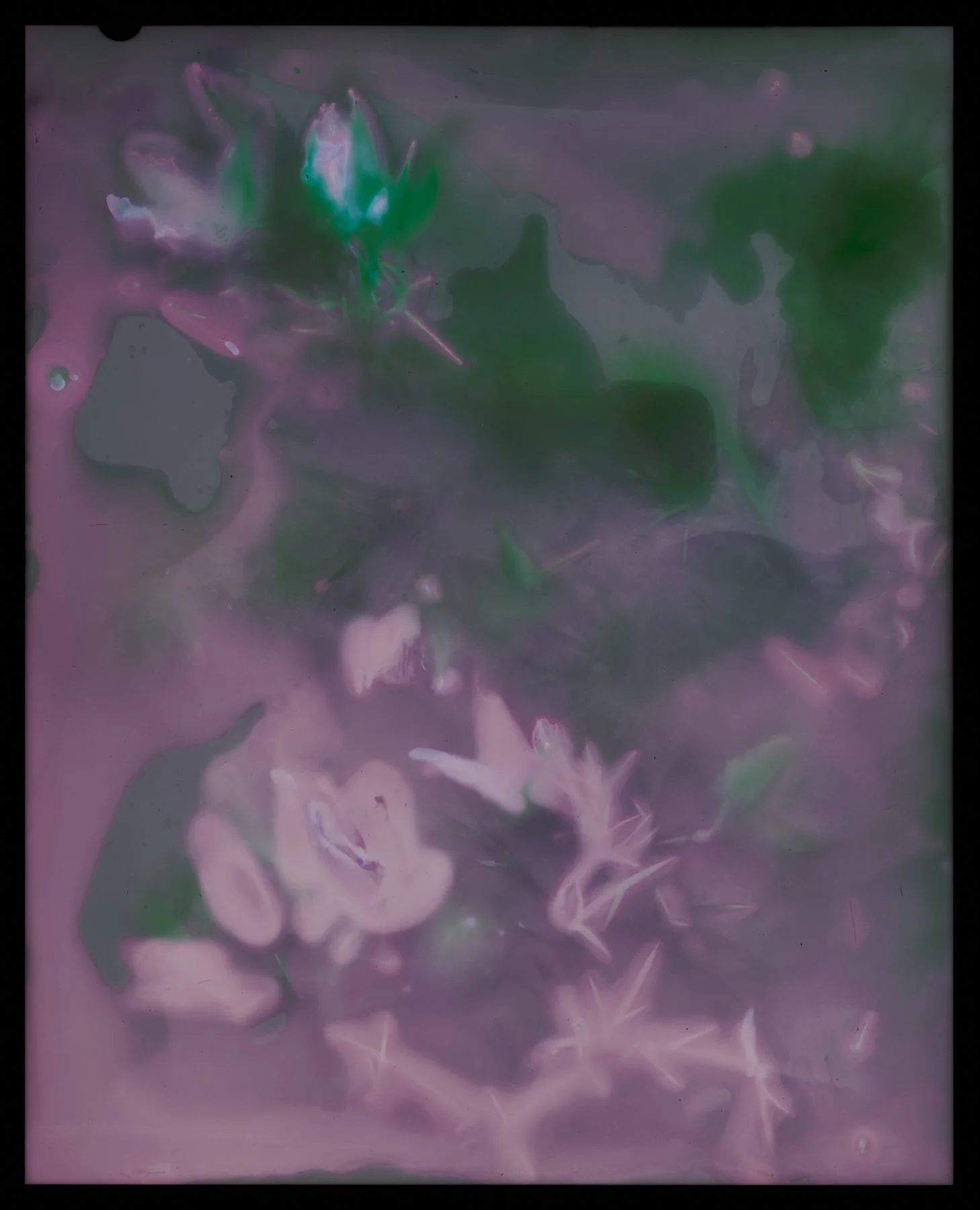 Ulex Europaeus (Gorse)