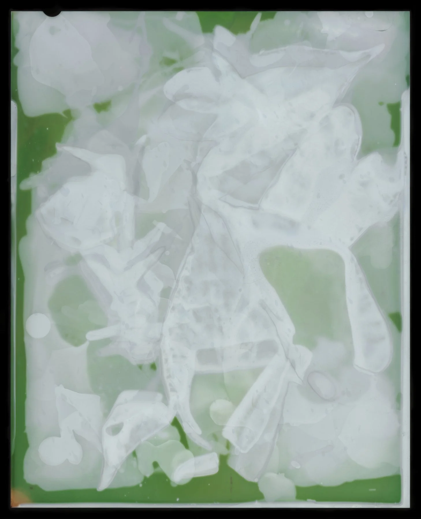 Convolvulus Arvensis (Bindweed) Negative