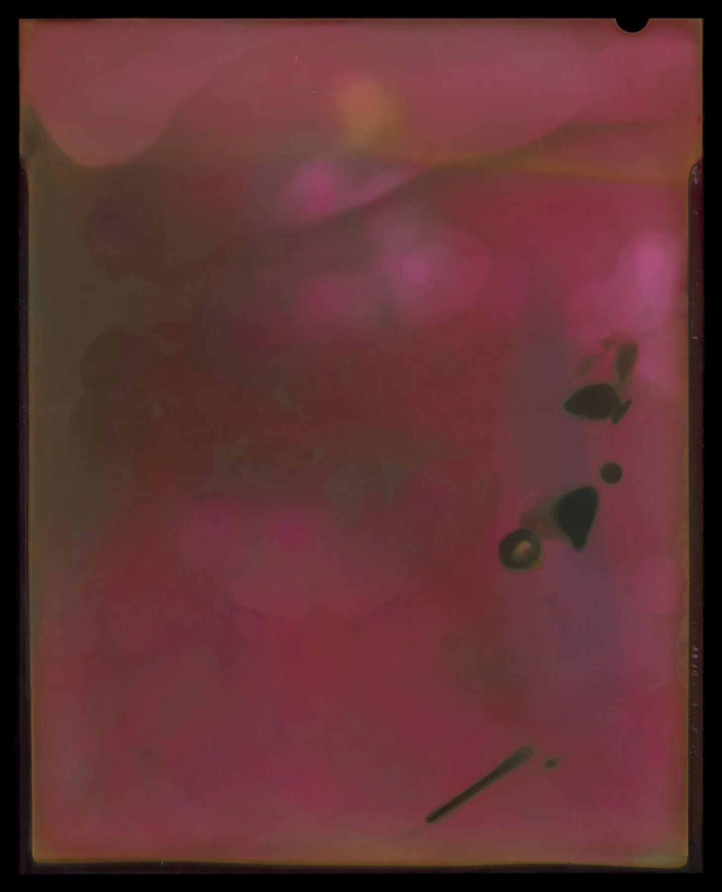 Solanum Mauritianum (Woolly Nightshade) Positive