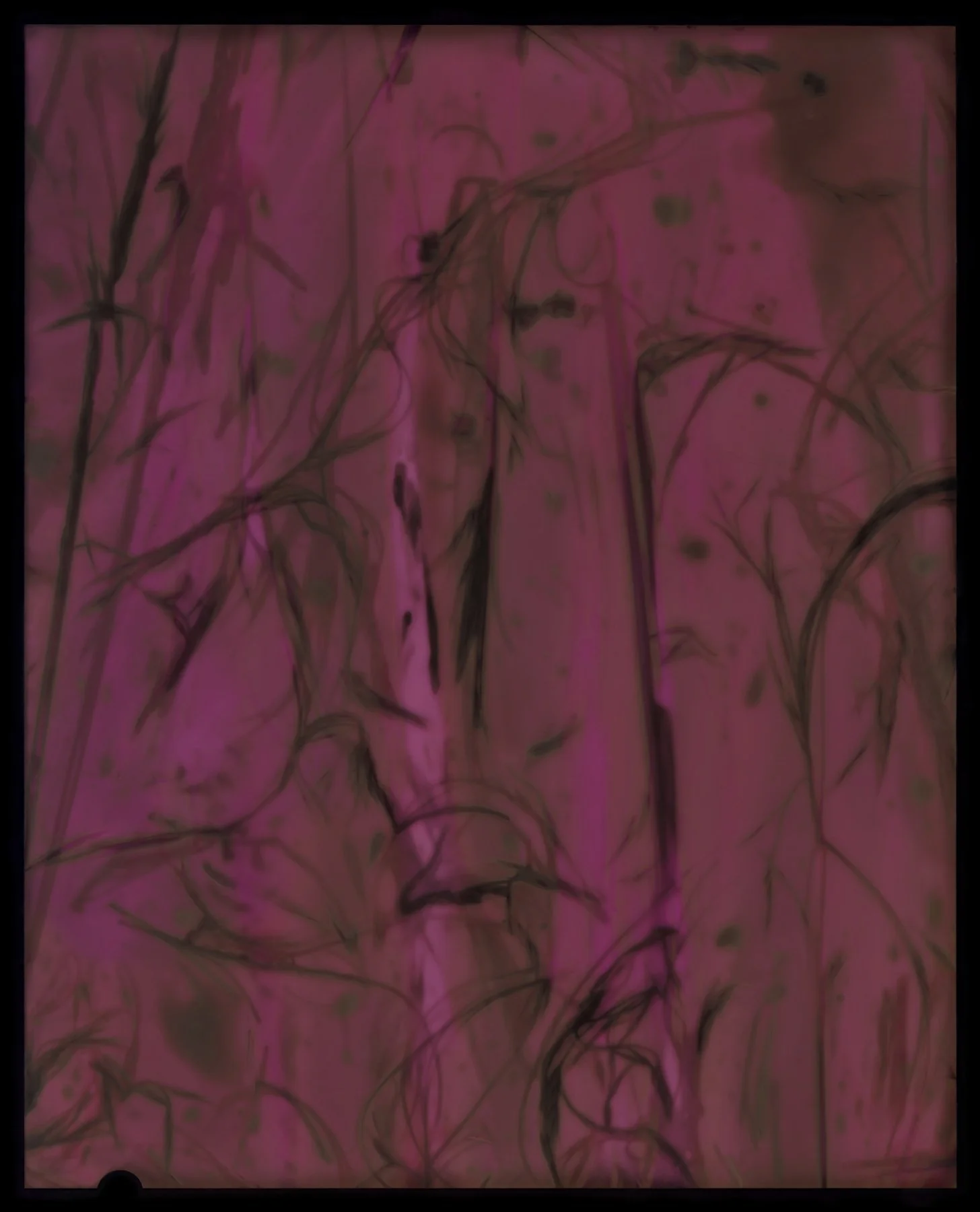 Nassella Tenuissima (Fine Stemmed Needlegrass) Positive