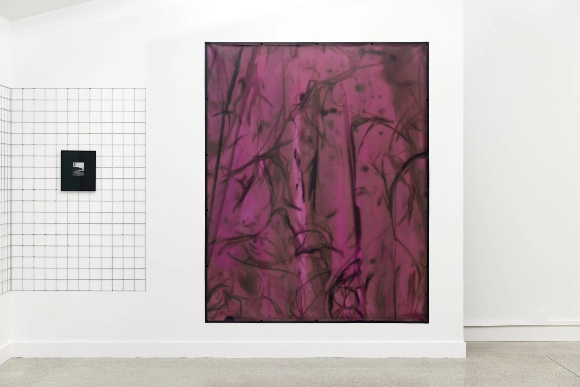 Nassella Tenuissima (Fine Stemmed Needlegrass) Positive