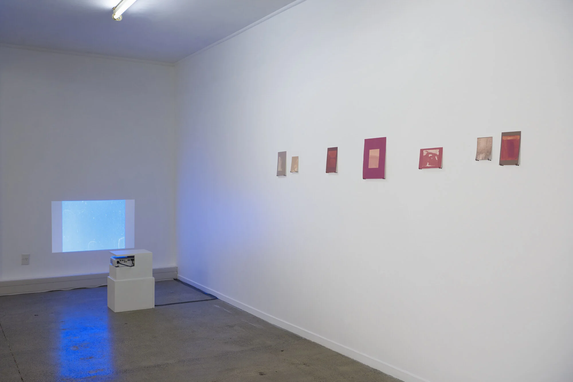 Kahikatea near Mangawhero road