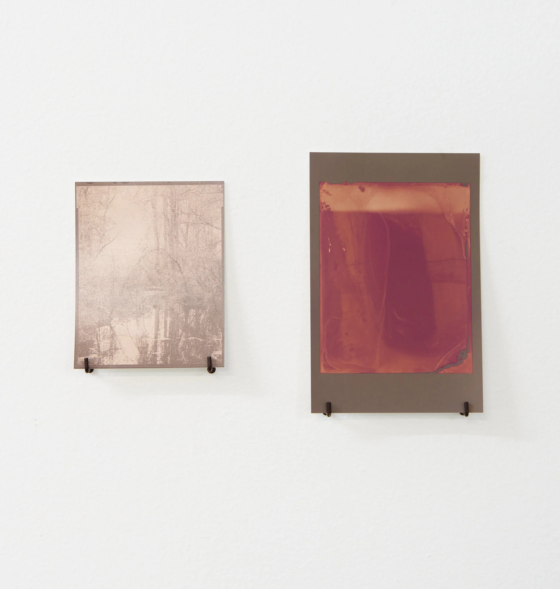 Kahikatea near Mangawhero road