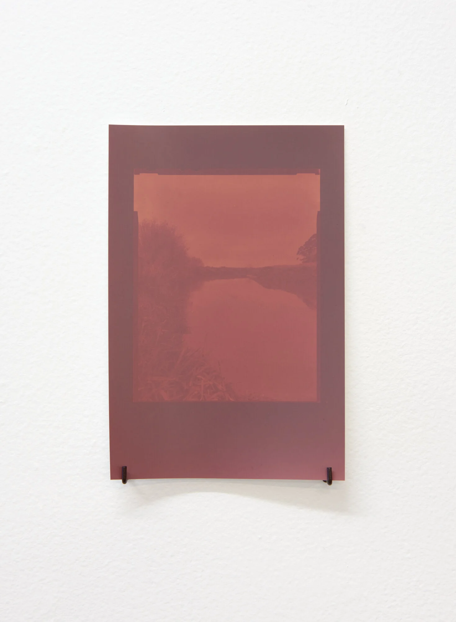 Kahikatea remnant in Kopuatai southwest corner