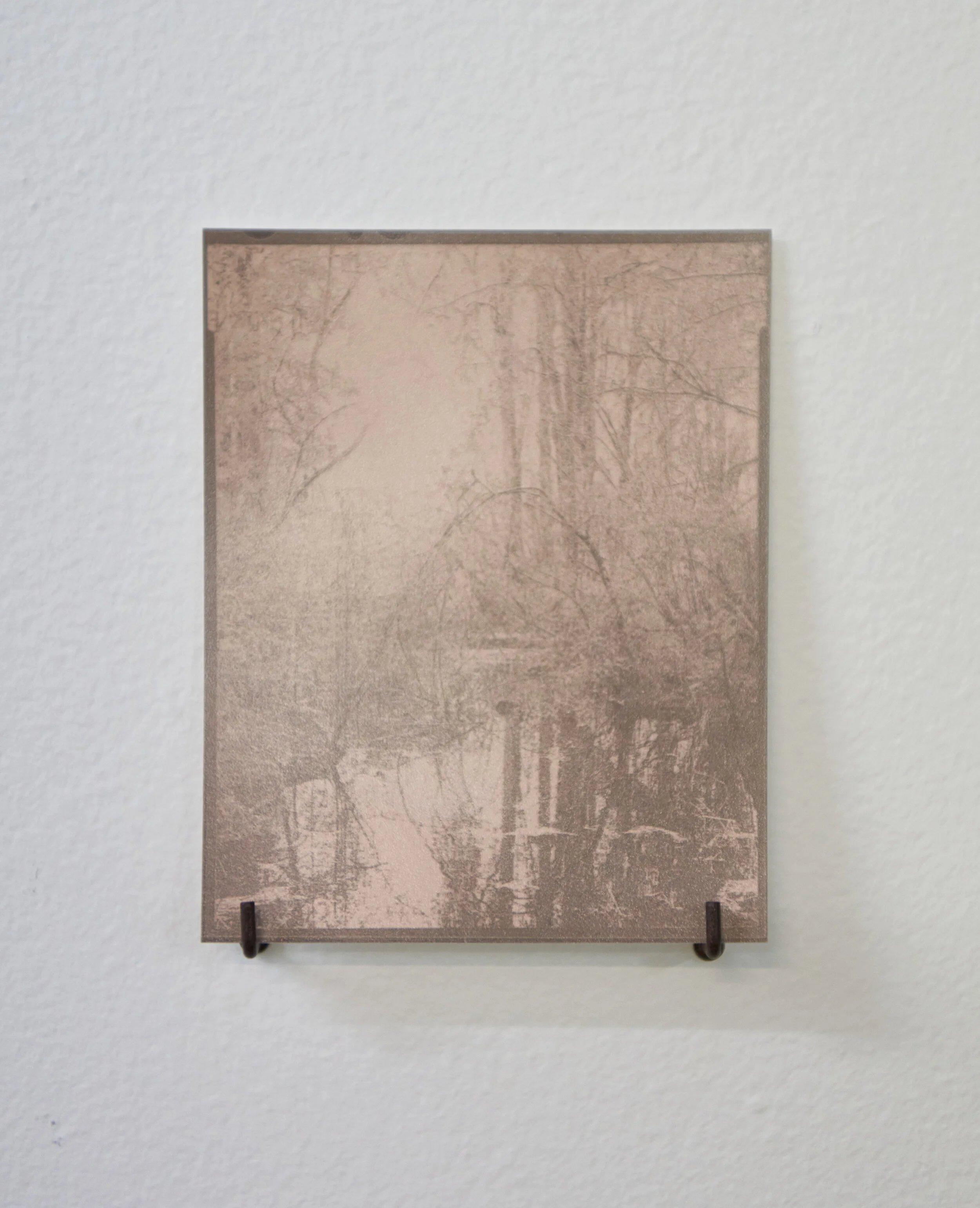 Kahikatea remnant in Kopuatai southwest corner