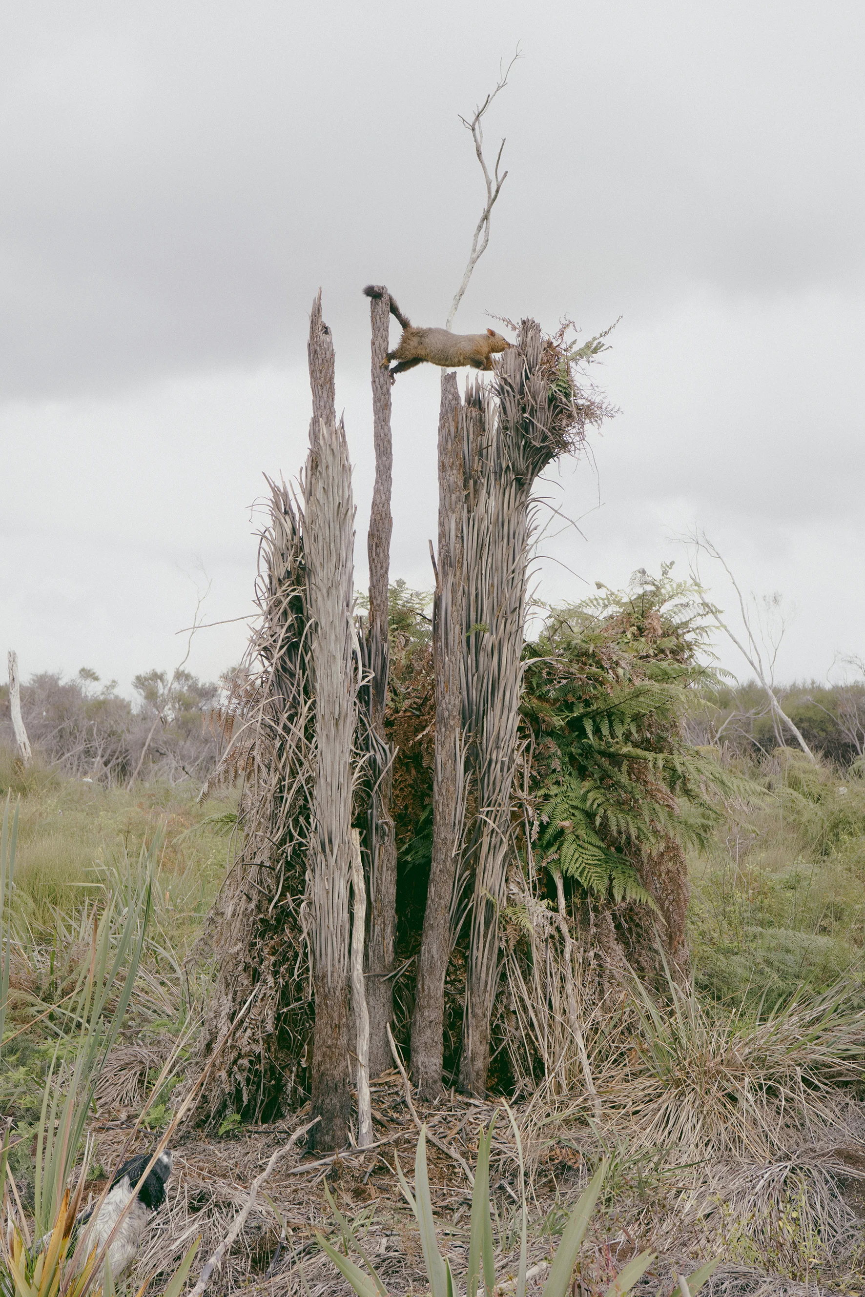 Possum, Eastern Margin    2018    Archival Pigment Print    Ed of 3. 600 x 900mm