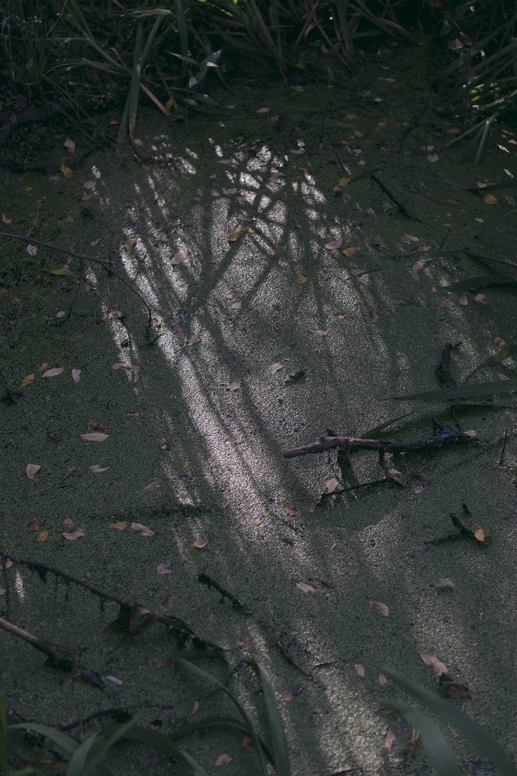 Still Water, Horseshoe Bend