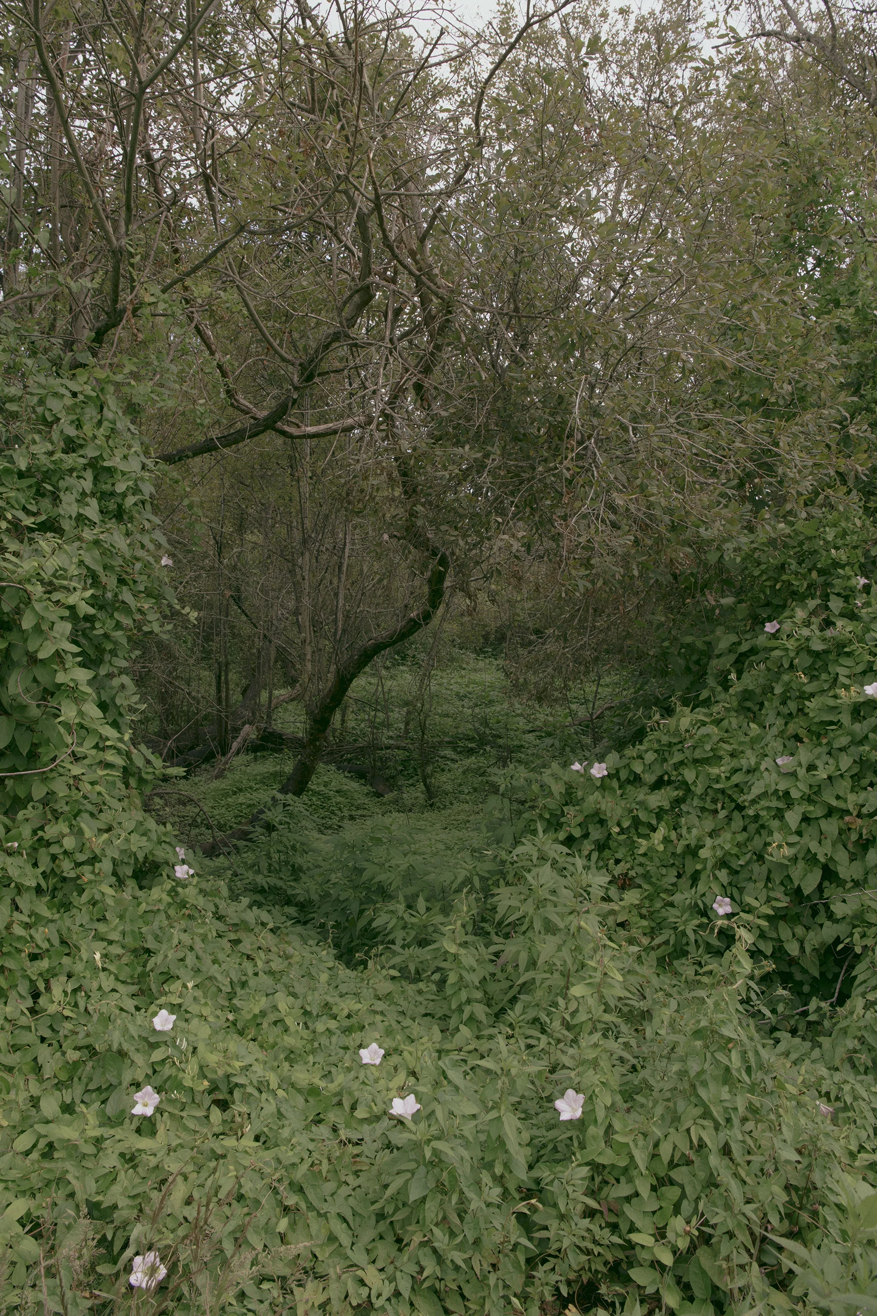 Convolvulus, Flax Block