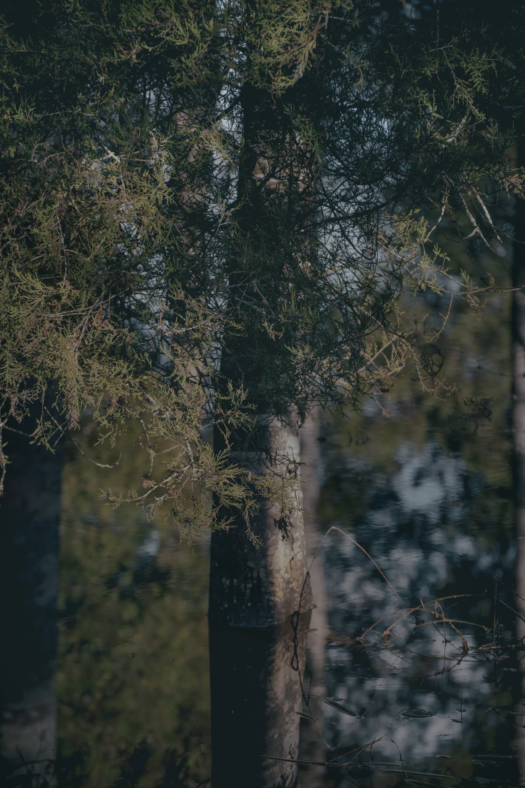 Kahikatea (Reflecting)