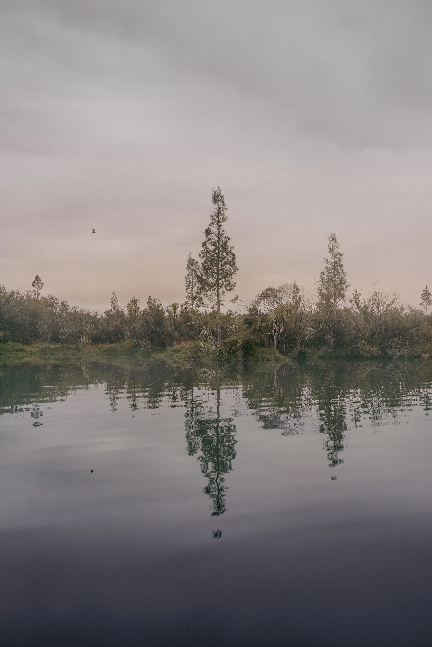 Young Kahikatea,  Northern Large Pond.