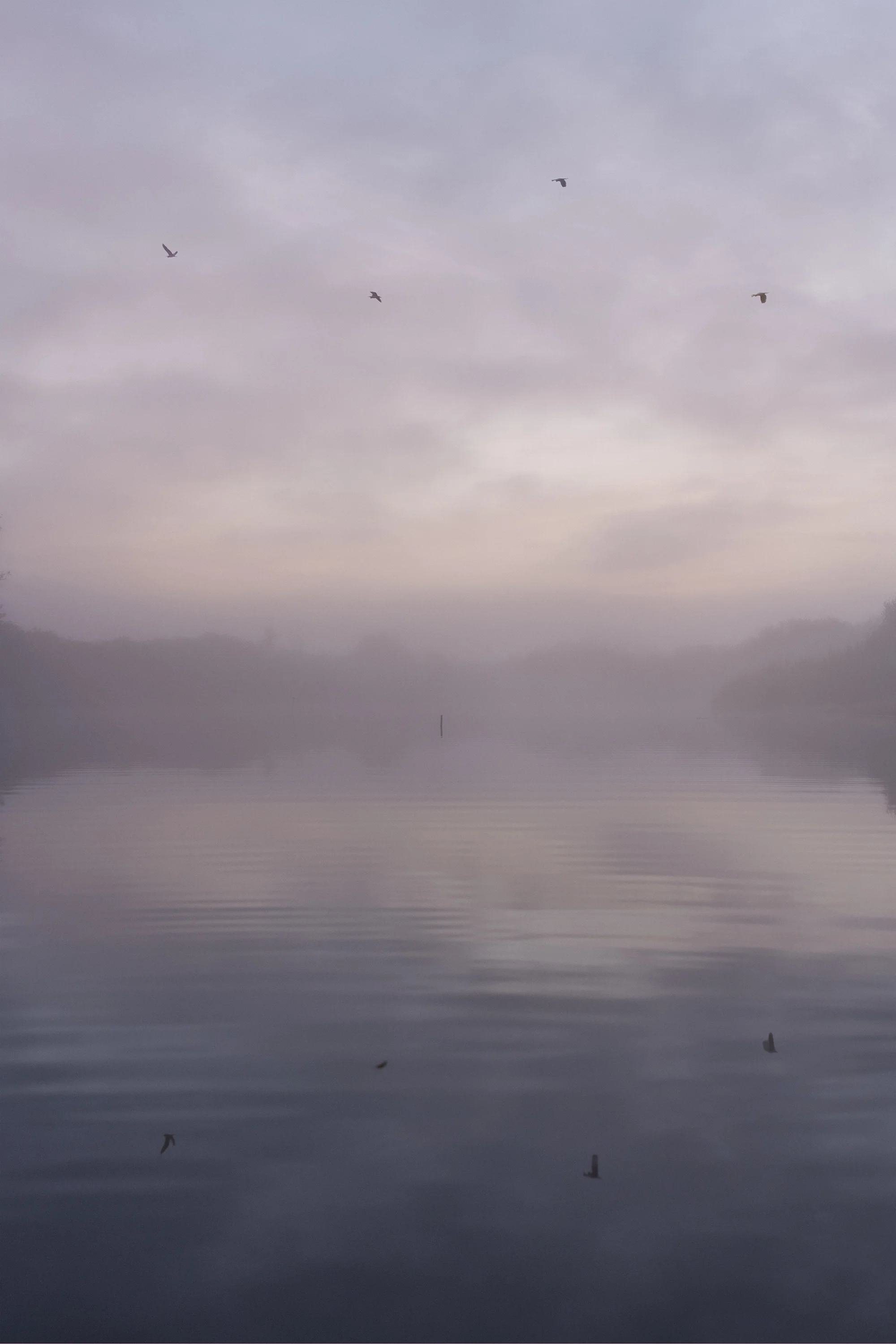 Four Birds, Small Pond, Horseshoe Bend