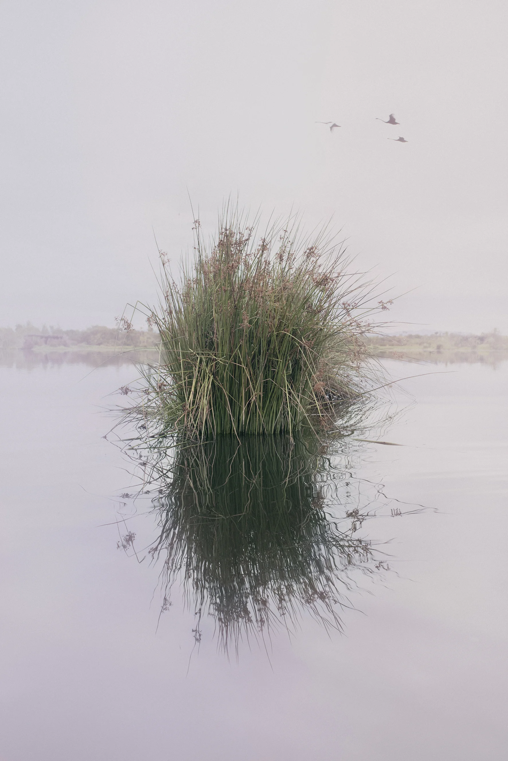 Juncus Pallidus, Horseshoe Bend 